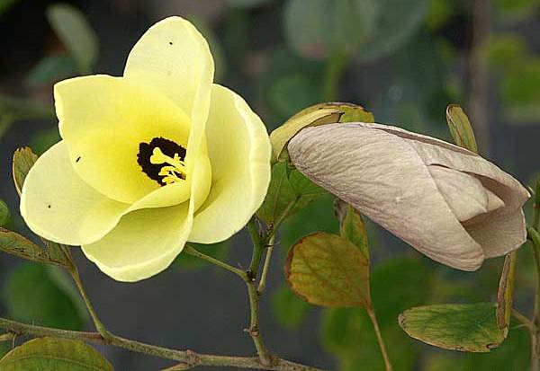 Bauhinia TOMENTOSA Баугиния войлочная Yellow Orchid Tree Орхидейное дерево 1