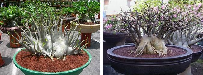 Adenium Arabicum - Адениум Арабикум