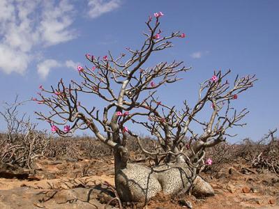 Adenium Arabicum - Адениум Арабикум