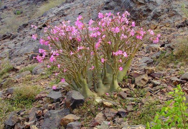 Adenium Arabicum - Адениум Арабикум