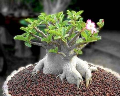 Adenium Arabicum - Адениум Арабикум