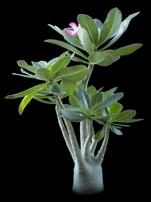 Adenium Arabicum - Адениум Арабикум