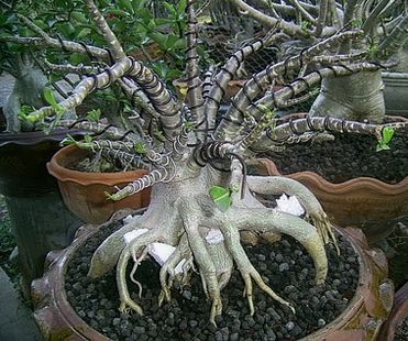 Adenium Arabicum - Адениум Арабикум