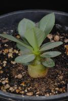 Adenium Arabicum - Адениум Арабикум