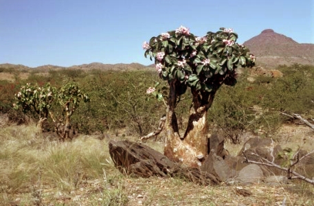 Adenium Boehmianum - Адениум Боехмианум