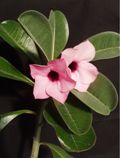 Adenium Boehmianum - Адениум Боехмианум