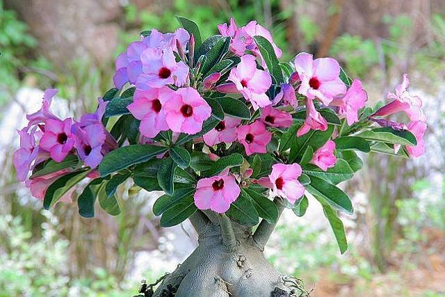 Adenium Boehmianum - Адениум Боехмианум