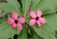 Adenium Boehmianum - Адениум Боехмианум