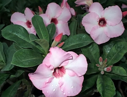 Adenium Boehmianum - Адениум Боехмианум