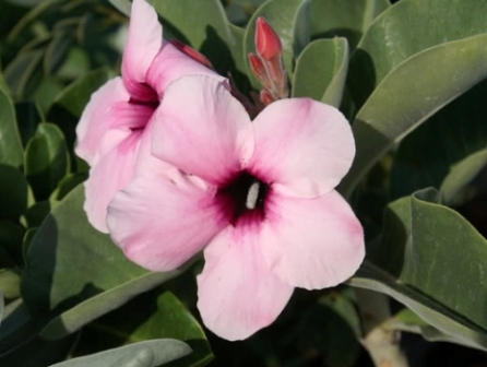 Adenium Boehmianum - Адениум Боехмианум