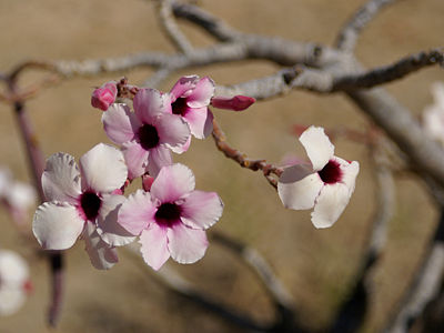 Adenium Boehmianum - Адениум Боехмианум