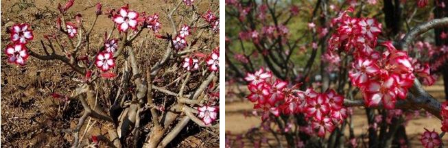 Adenium Multiflorum - Адениум Мультифлорум (Многоцветковый).