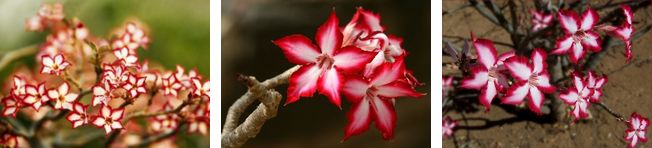 Adenium Multiflorum - Адениум Мультифлорум (Многоцветковый).