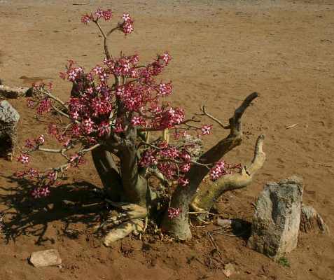 Adenium Multiflorum - Адениум Мультифлорум (Многоцветковый).