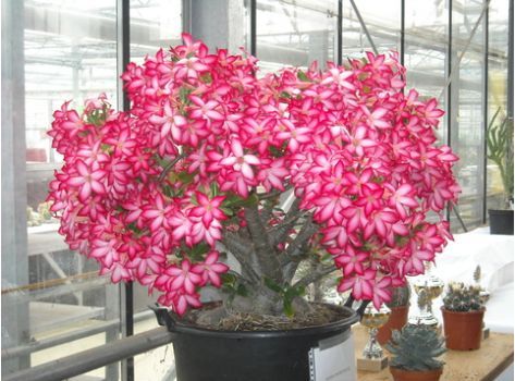 Adenium Multiflorum - Адениум Мультифлорум (Многоцветковый).