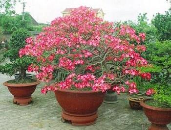 Adenium Multiflorum - Адениум Мультифлорум (Многоцветковый).