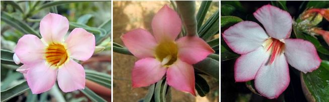 Adenium Oleifolium - Адениум Олиефолиум