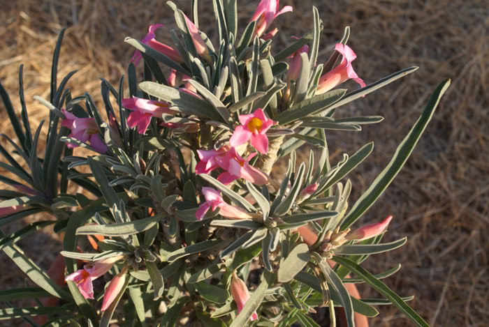 Adenium Oleifolium - Адениум Олиефолиум