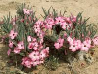 Adenium Oleifolium - Адениум Олиефолиум