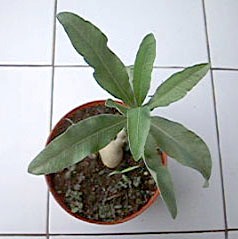 Adenium Oleifolium - Адениум Олиефолиум