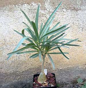 Adenium Oleifolium - Адениум Олиефолиум