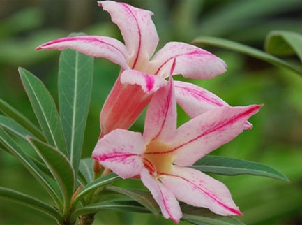 Adenium Oleifolium - Адениум Олиефолиум