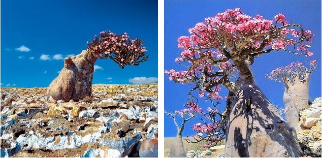 Adenium Socotranum - Адениум Сокотрантум