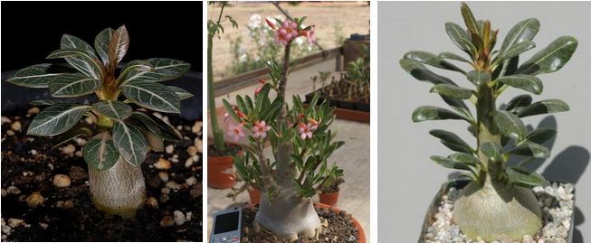 Adenium Socotranum - Адениум Сокотрантум