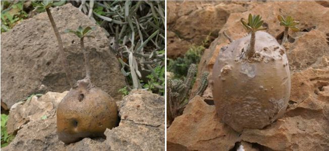 Adenium Socotranum - Адениум Сокотрантум