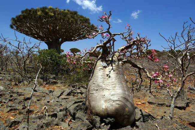 Adenium Socotranum - Адениум Сокотрантум