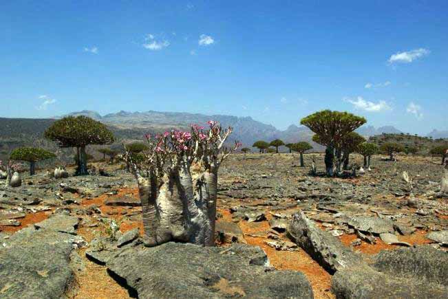 Adenium Socotranum - Адениум Сокотрантум