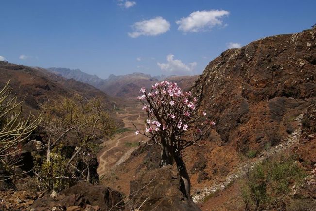 Adenium Socotranum - Адениум Сокотрантум