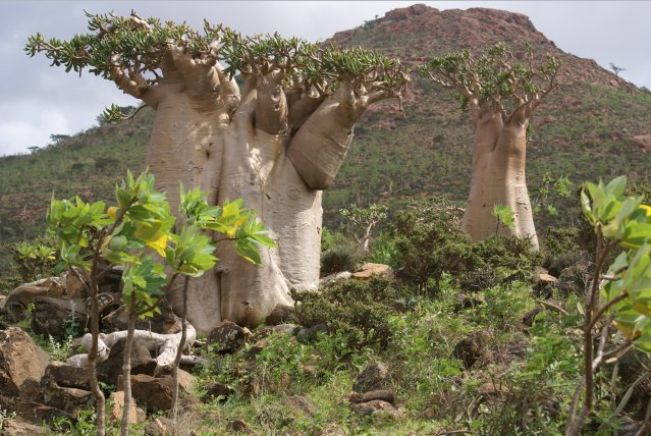 Adenium Socotranum - Адениум Сокотрантум