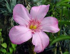 Adenium Socotranum - Адениум Сокотрантум