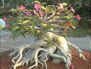 Adenium Socotranum - Адениум Сокотрантум