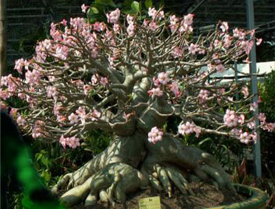 Adenium Socotranum - Адениум Сокотрантум