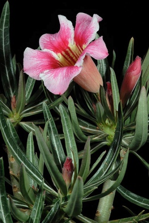 Adenium Somalense var. Crispum - Адениум Сомаленсе Криспум