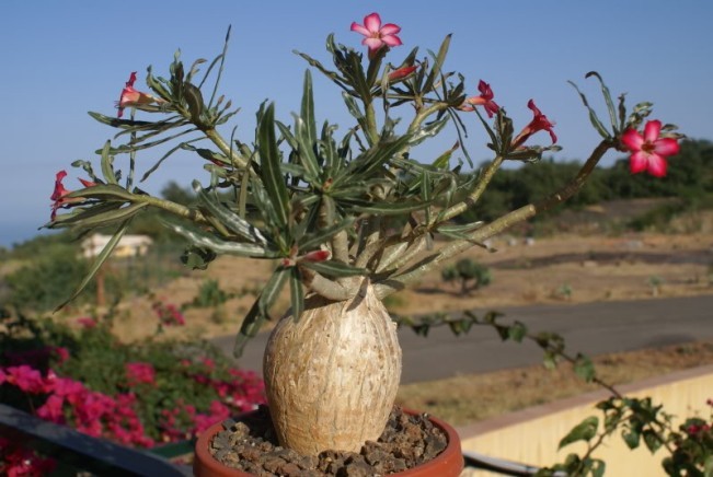 Adenium Somalense var. Nova - Адениум Сомаленсе Нова