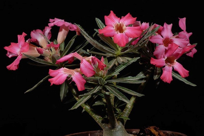 Adenium Somalense - Адениум Сомаленсе