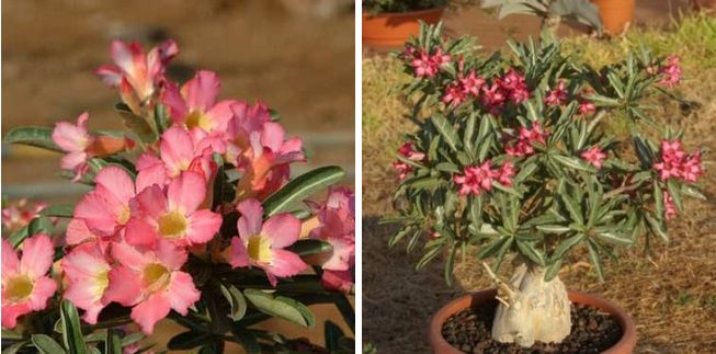 Adenium Somalense - Адениум Сомаленсе