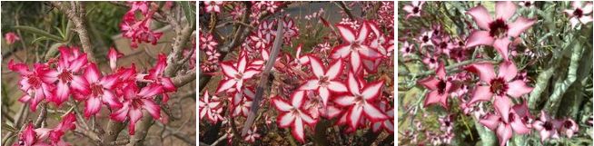 Adenium Somalense - Адениум Сомаленсе