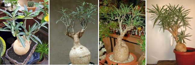 Adenium Somalense var. Nova - Адениум Сомаленсе Нова