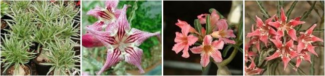 Adenium Somalense var. Crispum - Адениум Сомаленсе Криспум