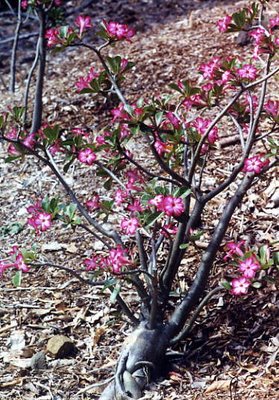 Adenium Somalense - Адениум Сомаленсе