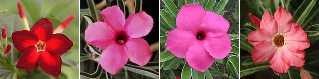 Adenium Swazicum - Адениум Свазикум