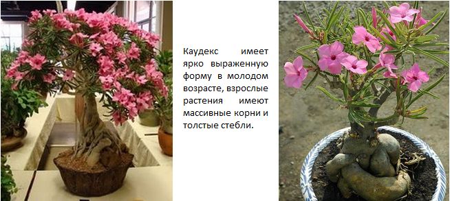 Adenium Swazicum - Адениум Свазикум