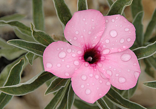 Adenium Swazicum - Адениум Свазикум