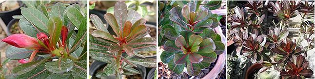 Адениум вариегатный (Adenium Variegated)