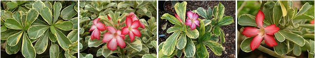 Адениум вариегатный (Adenium Variegated)