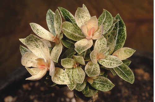 Адениум вариегатный (Adenium Variegated)